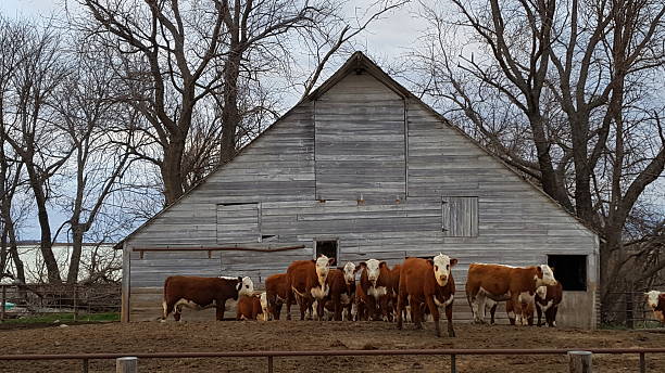 istock Beef Cattle by Weathered Iowa Barn 520582658