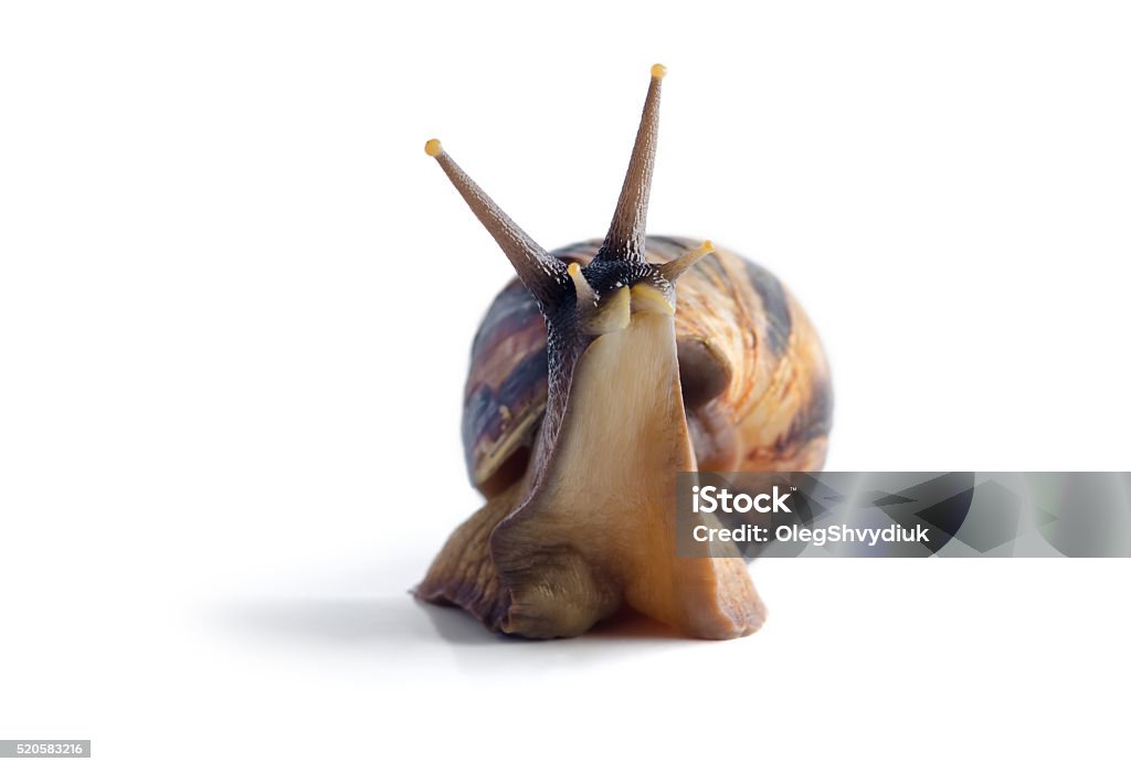Isolated snail Achatina fulica on a white background African land snail Achatina, in front of white background Slow Motion Stock Photo