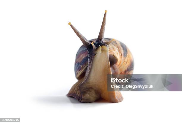 Isolated Snail Achatina Fulica On A White Background Stock Photo - Download Image Now