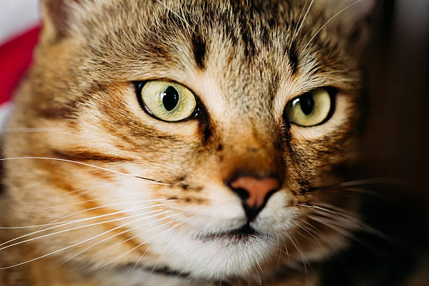 istock Portrait Peaceful Tabby Kitten Cat 520584498