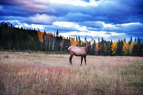 wapiti - eco turism стоковые фото и изображения