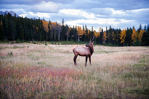 elk - eco turism zdjęcia i obrazy z banku zdjęć