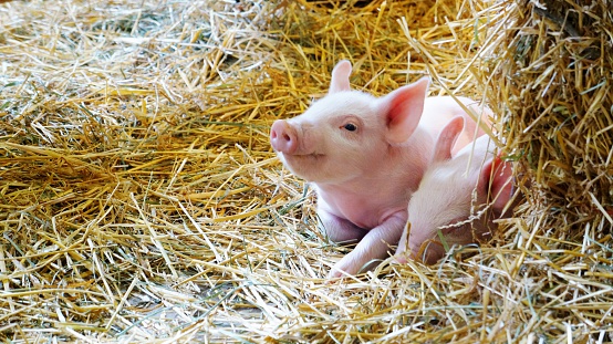Cute little piglet seemingly smiling at the camera, as his baby sibling sleeps in the hay.
