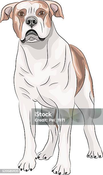 Vector American Bulldog Stock Illustration - Download Image Now - American Bulldog, Vector, Bull - Animal