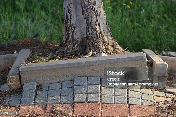 Raised Sidewalk Stock Photo - Download Image Now - Root, Sidewalk, Tree