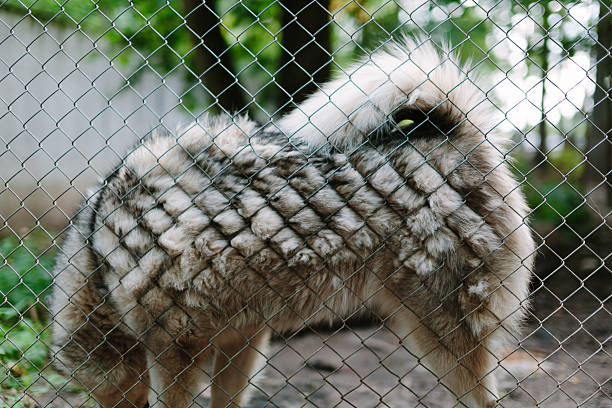 Dog behind metal fence side view. Springtime photo.
