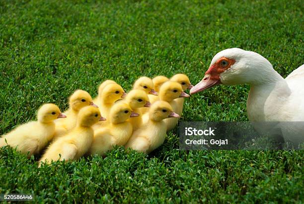 Maternal Instinct And Protection Stock Photo - Download Image Now - Animal Family, Agricultural Field, Animal