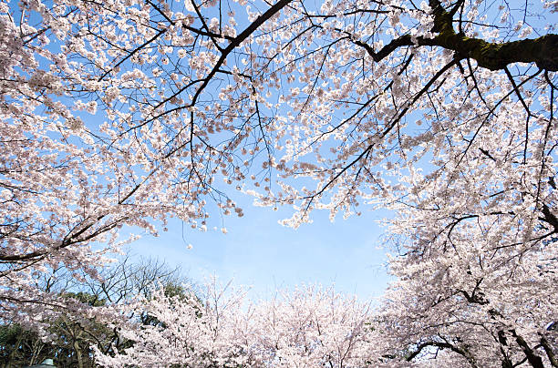 istock Cherry Blossoms in Kanazawa, Japan 520586780