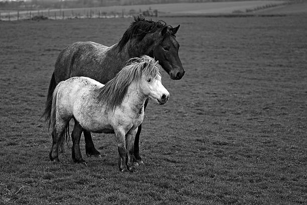 istock Horse and pony, black and white 520586836