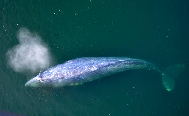 gray whale from above Gray whale with spout, close to surface, shot from above gray whale stock pictures, royalty-free photos & images