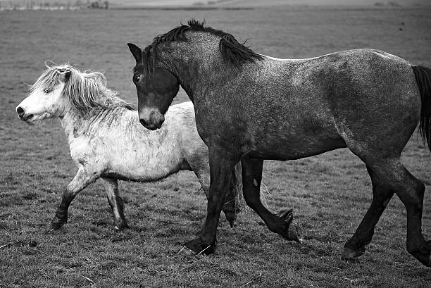 istock Horse and pony, black and white 520588058