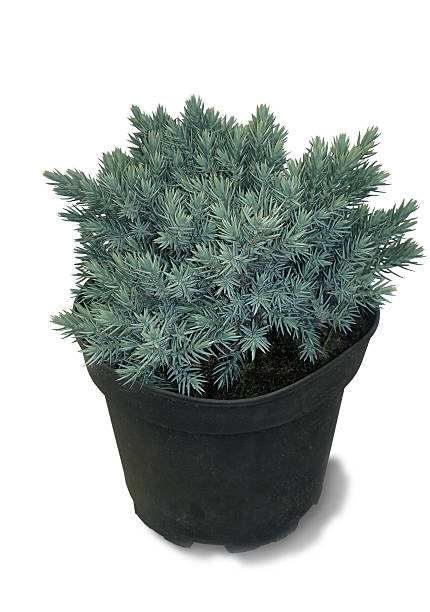 istock Blue juniper in pot isolated on white background 520588400