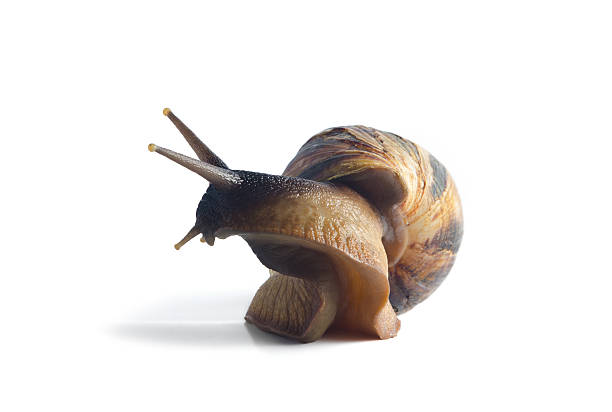 istock Isolated snail Achatina fulica on a white background 520589420