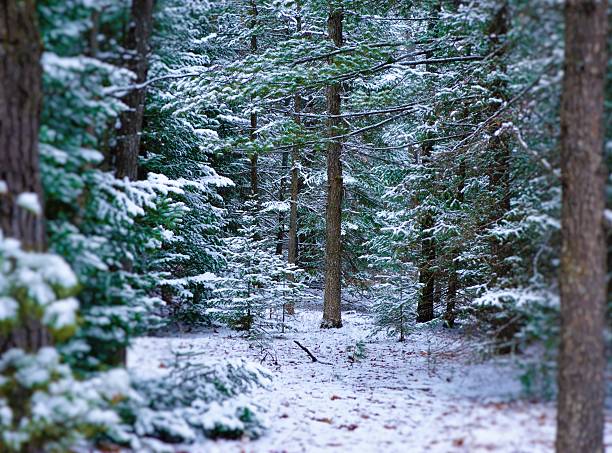 Huron, forest, winter,