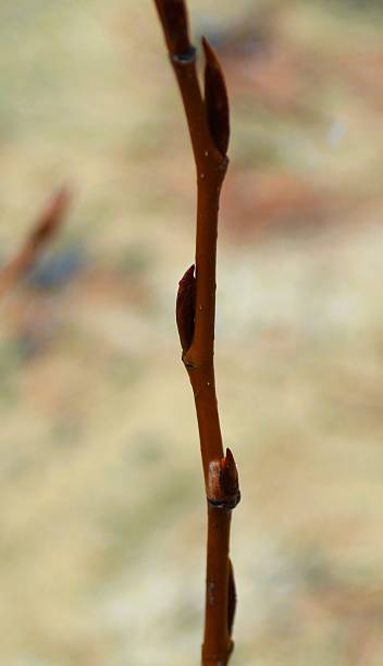istock Close up of a budding plant 520590474