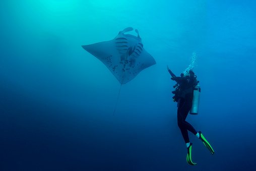 Female scuba diver encounter with a Manta Ray in German Channel. The Republic of Palau and their islands are a unique destination for dive lovers with pristine reefs and abundant marine underwater life.