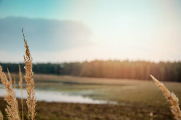 The image of early spring