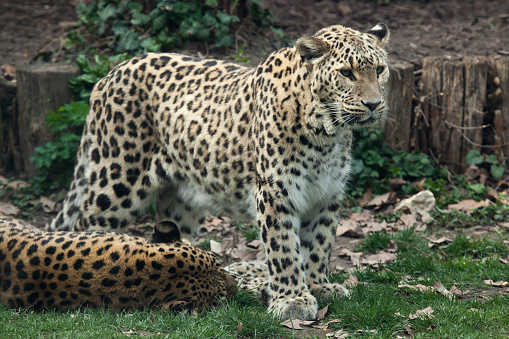 Persian leopard (Panthera pardus saxicolor), also known as the Caucasian leopard.Wild life animal.