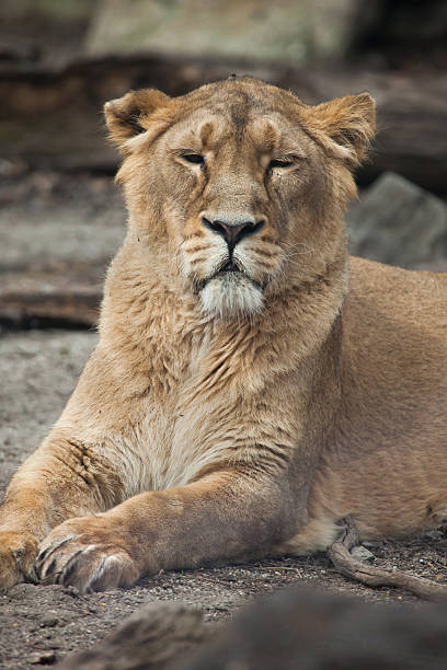 Head of lioness on white background