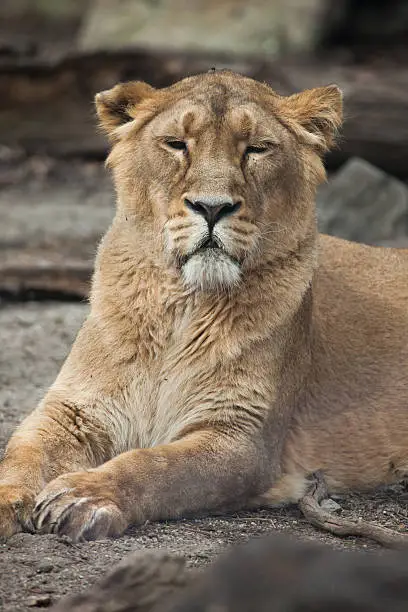 Female Asiatic lion (Panthera leo persica), also known as the Indian lion. Wild life animal.