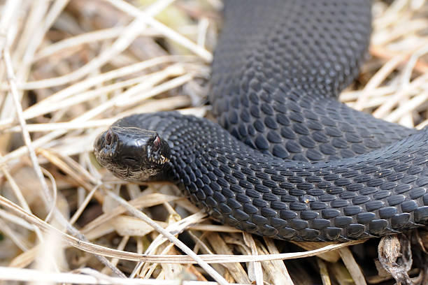 istock Common European Viper in April 520591762