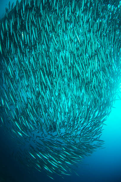 istock School of fish in Galapagos 520591844