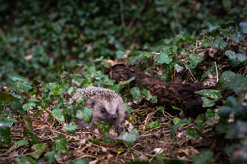 Hedgehog foraging in the woods