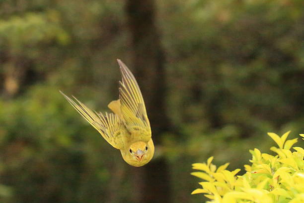 Young blue tit looking at the camera