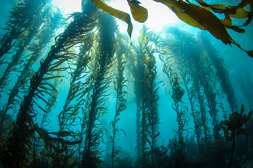 This photo was taken deep in a Central California Kelp forest on a crystal clear day. Huge columns of Giant Kelp reach for the sunlight on the surface