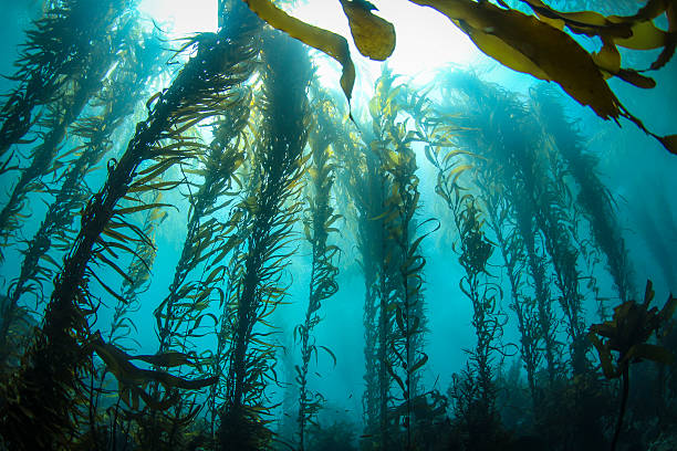 Backlit Kelp Forest This photo was taken deep in a Central California Kelp forest on a crystal clear day. Huge columns of Giant Kelp reach for the sunlight on the surface kelp stock pictures, royalty-free photos & images