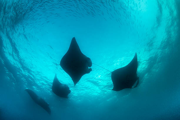istock Manta Rays and Plankton - Palau, Micronesia 520593432