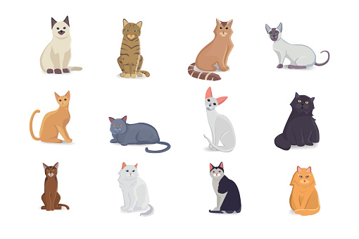 Collection Cats of Different Breeds. Vector isolated cats on white background. Bsg set.