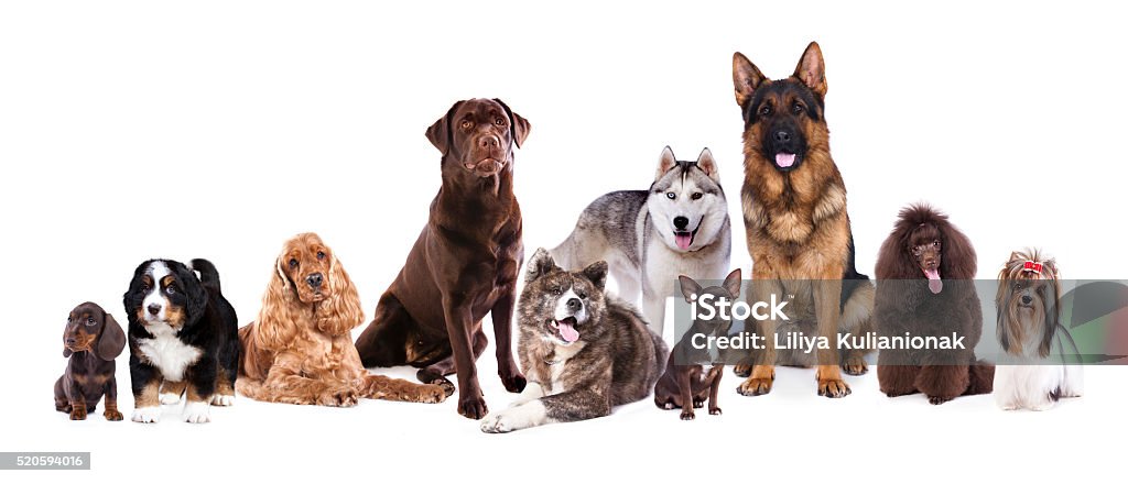 Groupe de chiens - Photo de Chien de race libre de droits