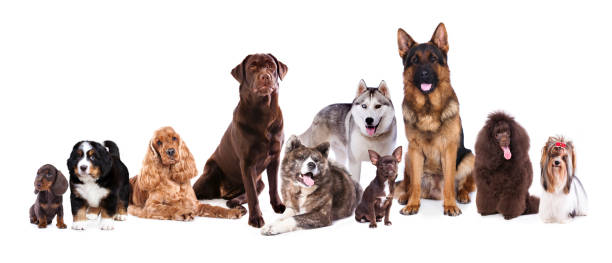 istock Group of dogs 520594016