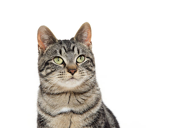 istock portrait of tabby cat 520594524