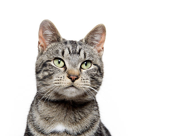 istock portrait of tabby cat 520594556