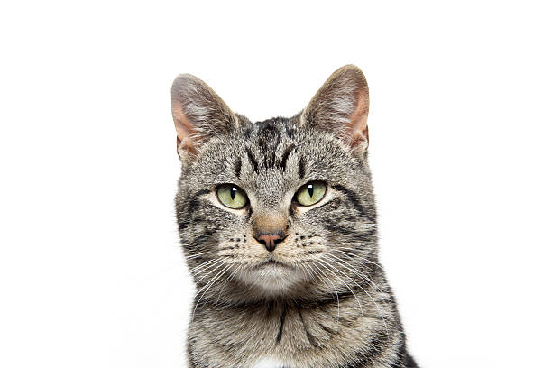 istock portrait of tabby cat 520594632