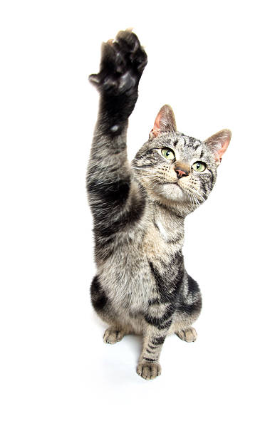 istock Cute tabby swinging its paw 520594998