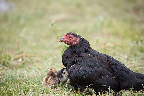 istock Mother and baby chicken. 520598493