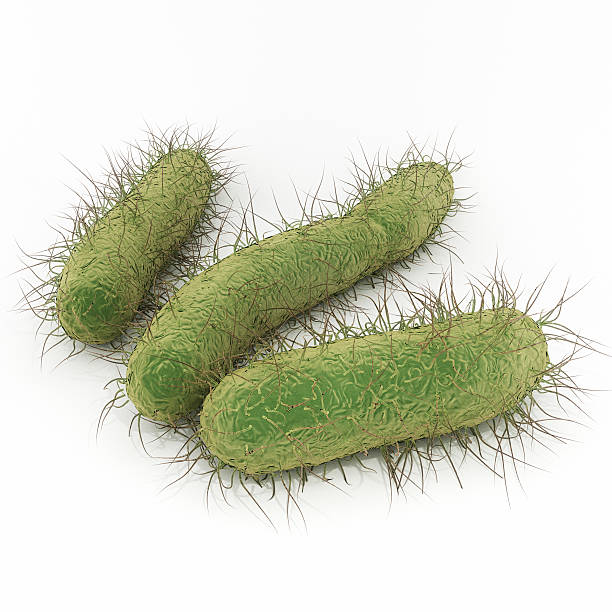 E. Coli Bacteria stock photo