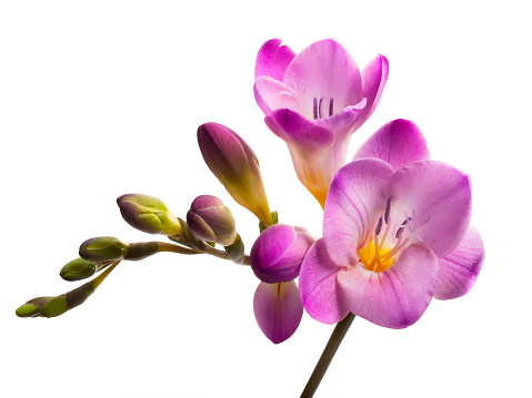 A close-up of a pink freesia flower on a white background.