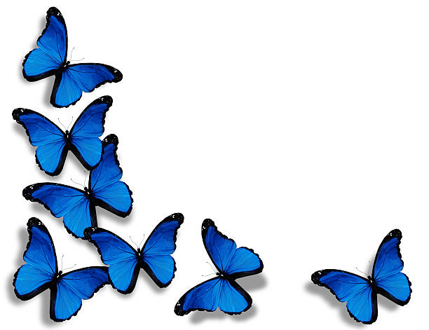 istock butterflies, isolated on white background 520599273