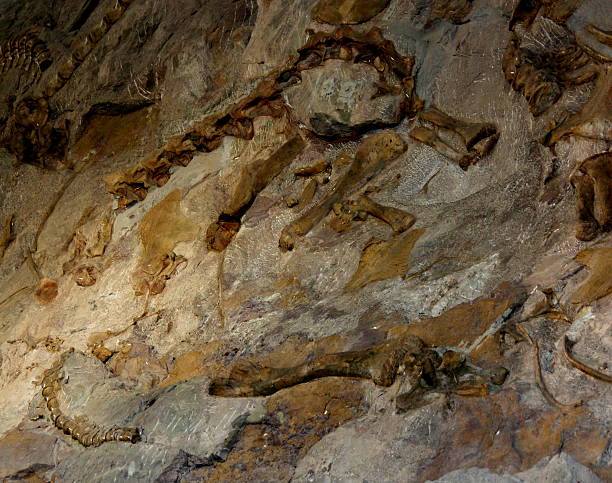 dinosaurier-fossilien und knochen - dinosaur national monument stock-fotos und bilder