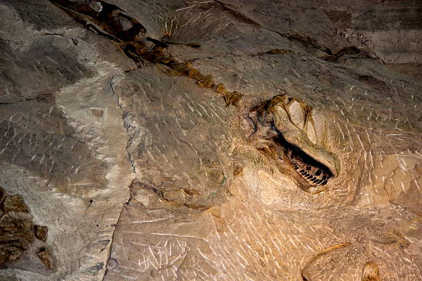 dinosaurier-skelett, utah - dinosaur national monument stock-fotos und bilder