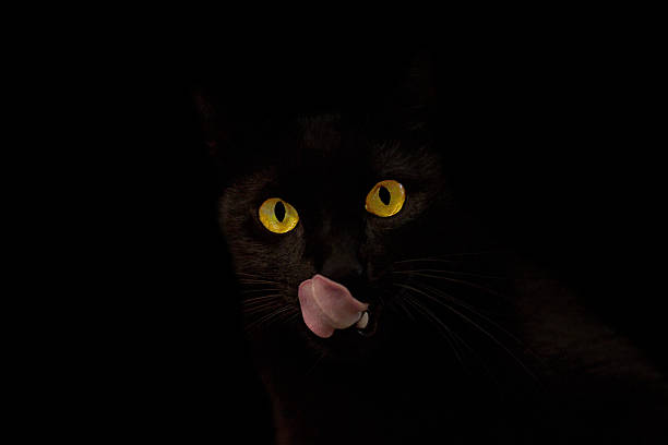 schwarze cat - yellow eyes stock-fotos und bilder