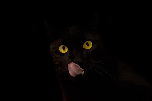 Negro Cat photo