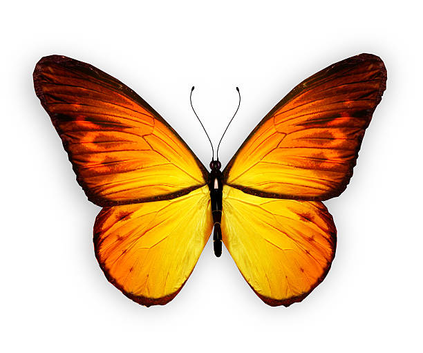 istock Orange butterfly, isolated on white background 520601373