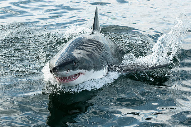 great white shark Endangered great white Shark breaching the water in the ocean animals breaching photos stock pictures, royalty-free photos & images