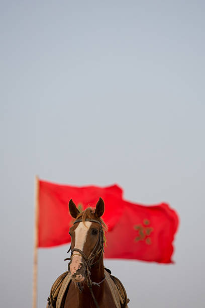 Portrait of horse with a red Moroccan flag in the background and a clear sky. Morocco, famous imperial country in Africa.