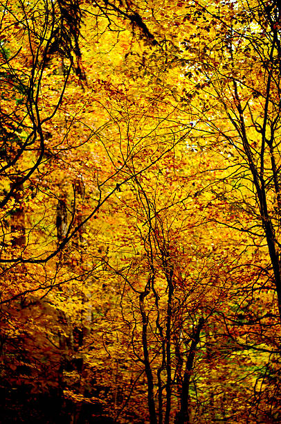Golden Forest stock photo